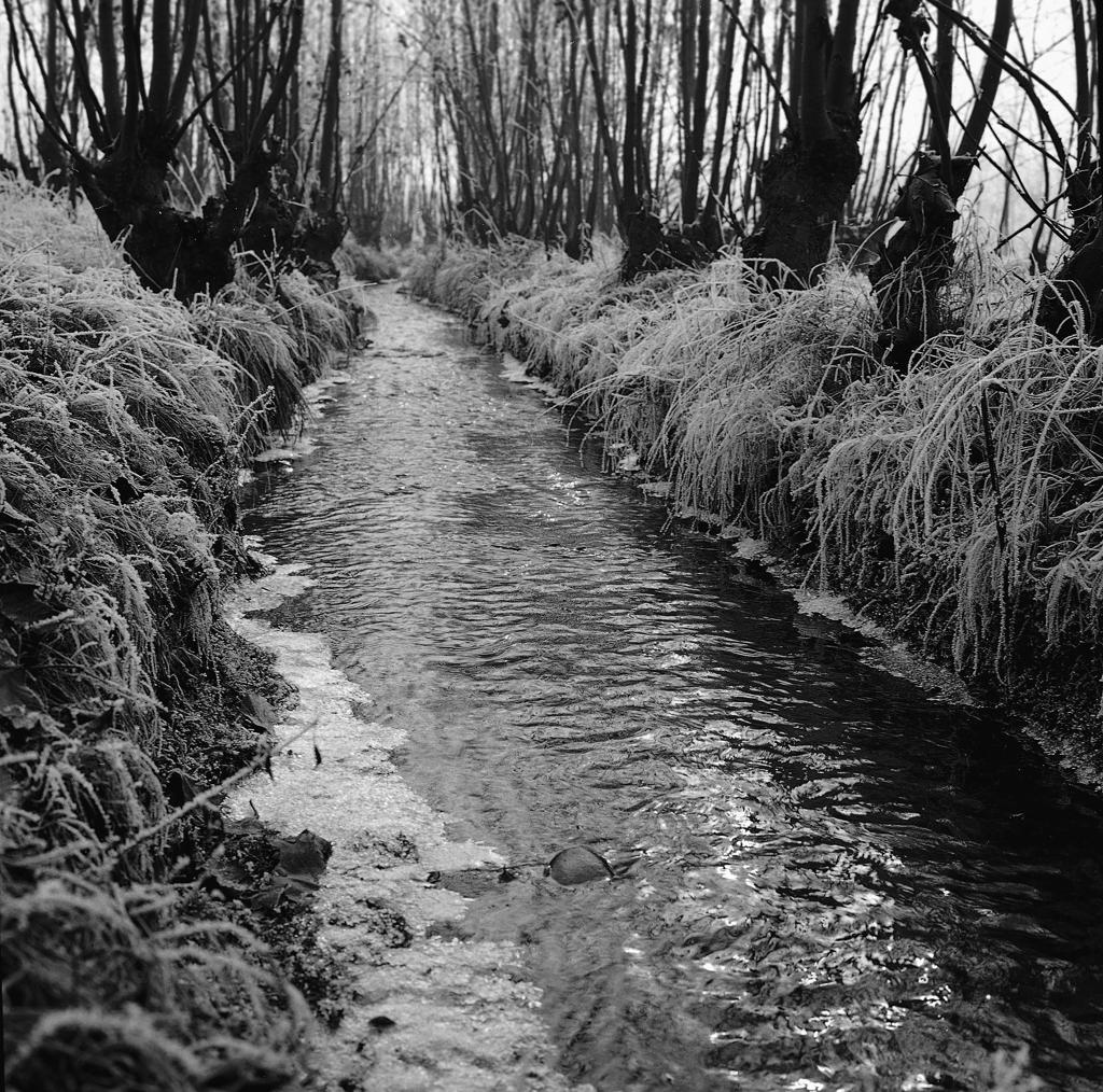 Roggia – Alberi · Historify