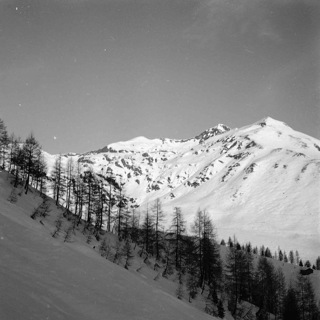 Pineta · Historify