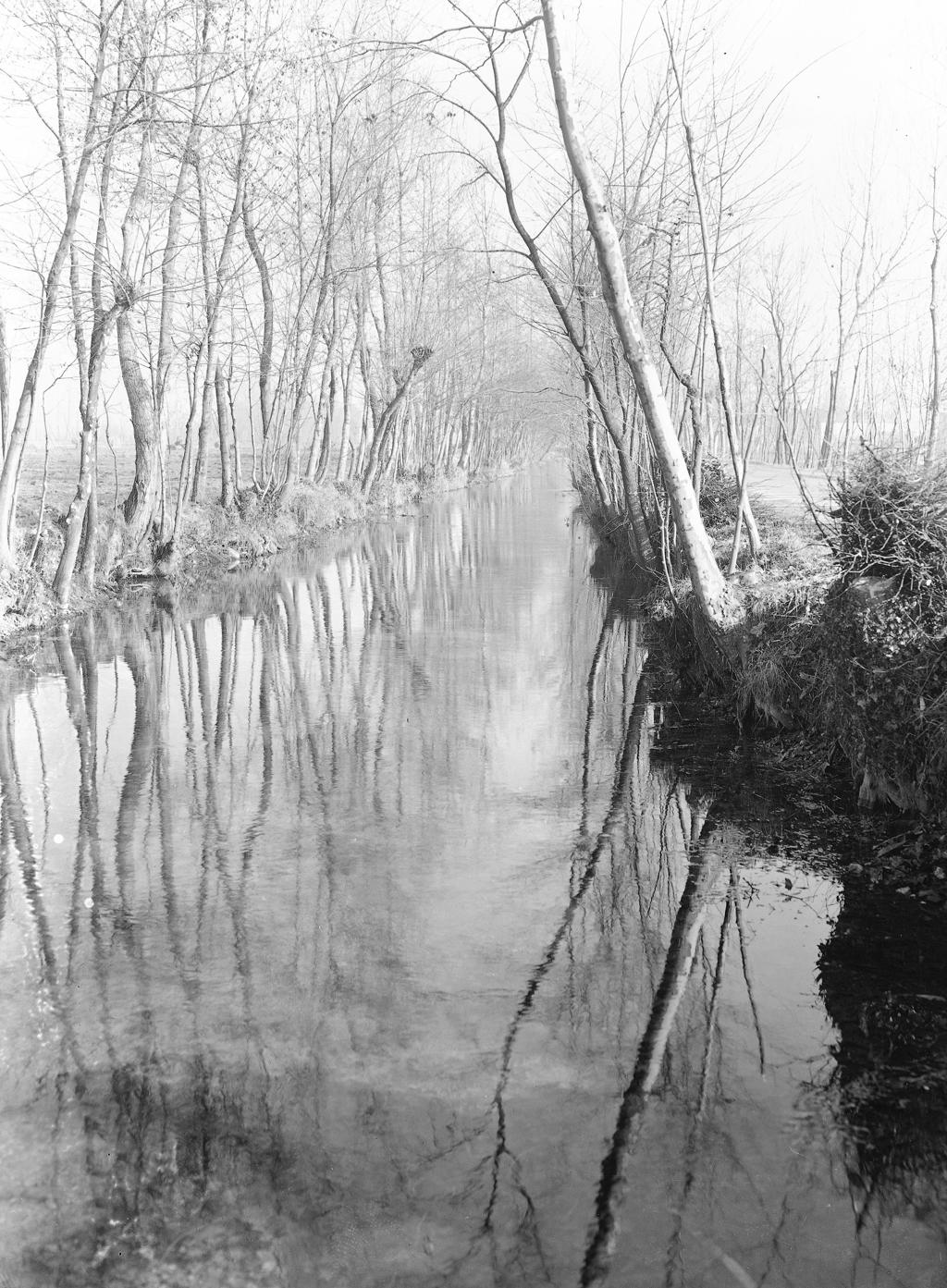Alberi Riflessi Nell'Acqua · Historify