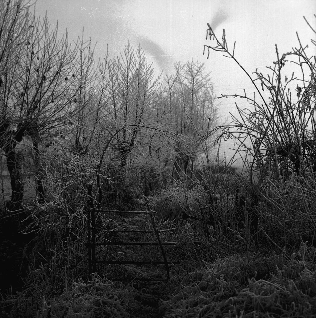 Alberi (Platani) · Historify