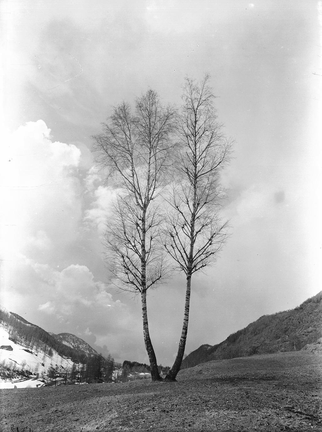 Alberi · Historify