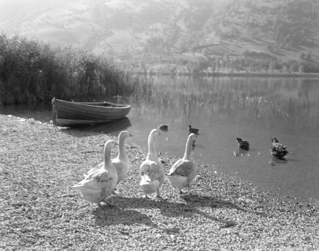 Animali In Riva Al Lago · Historify