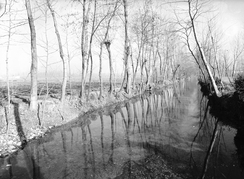 Alberi Riflessi Nell'Acqua · Historify