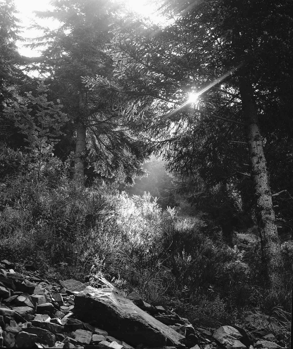 Alberi · Historify
