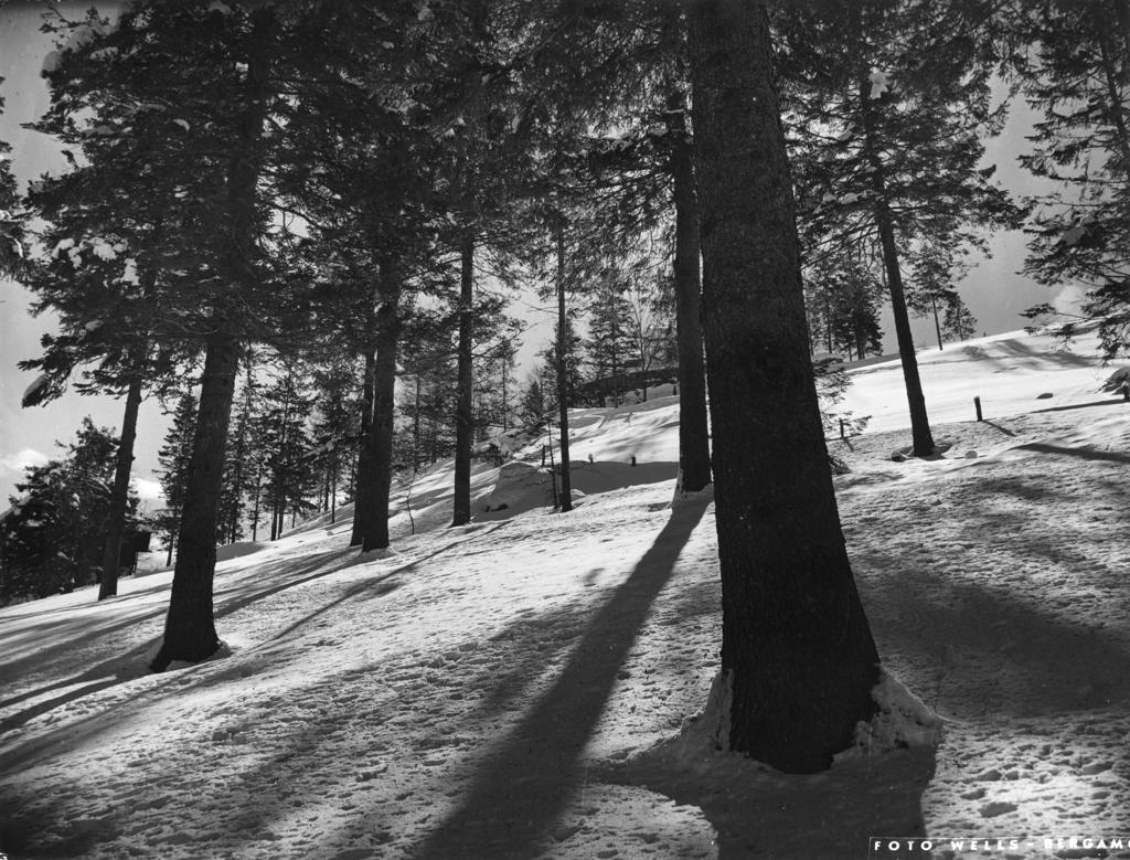 Pineta Innevata Alla Cantoniera Della Presolana · Historify