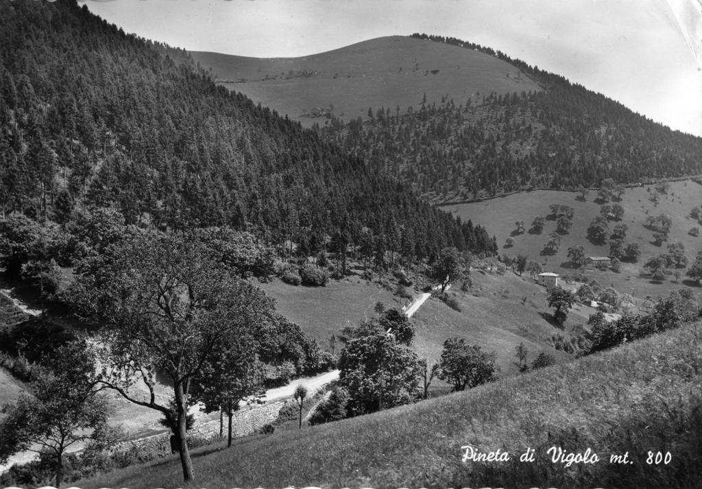 Pineta Di Vigolo · Historify