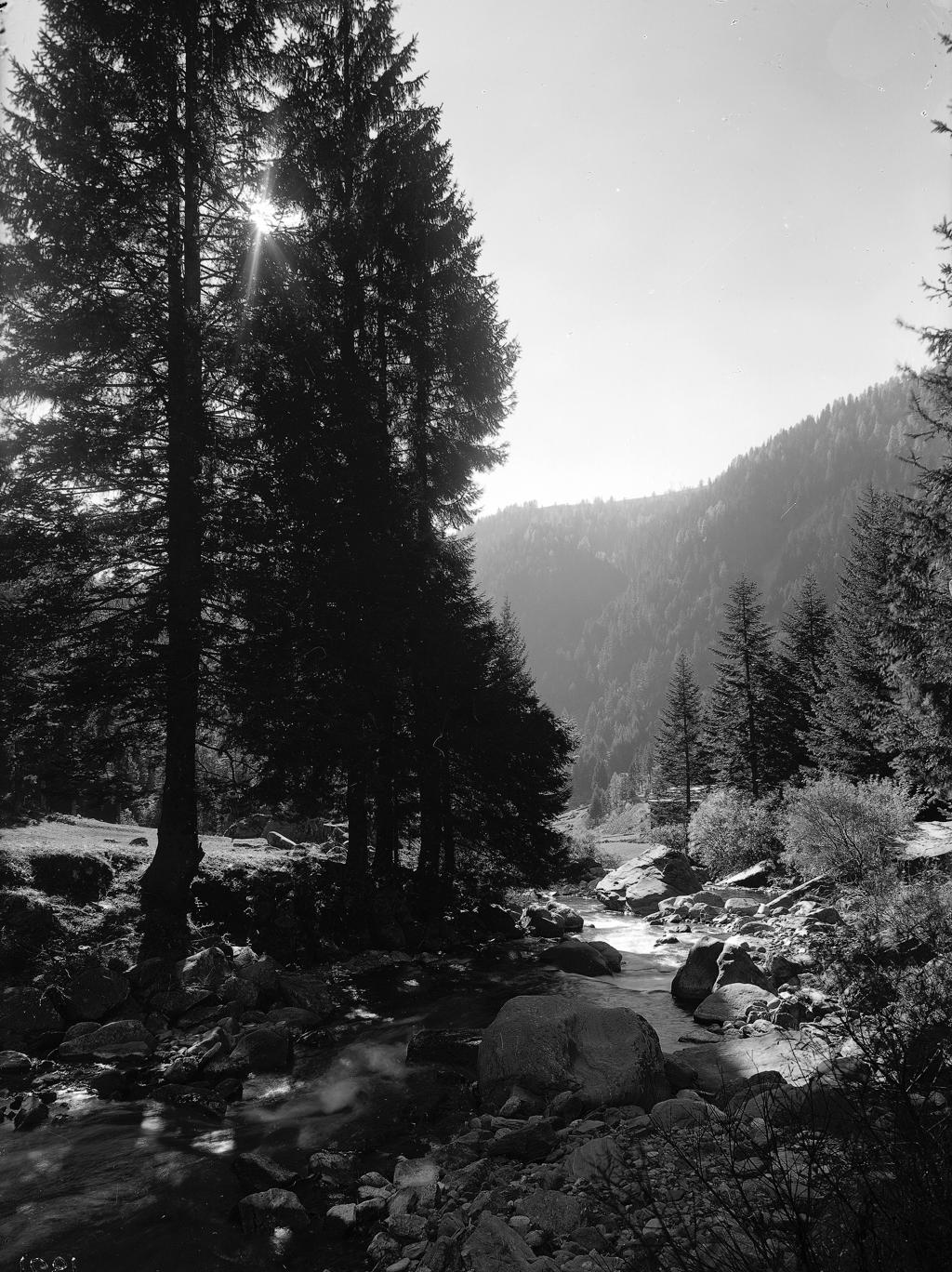 Pineta Pagliari Di Carona · Historify