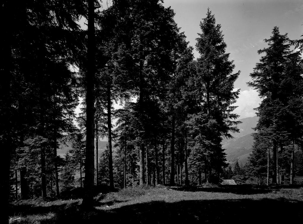 Pineta · Historify
