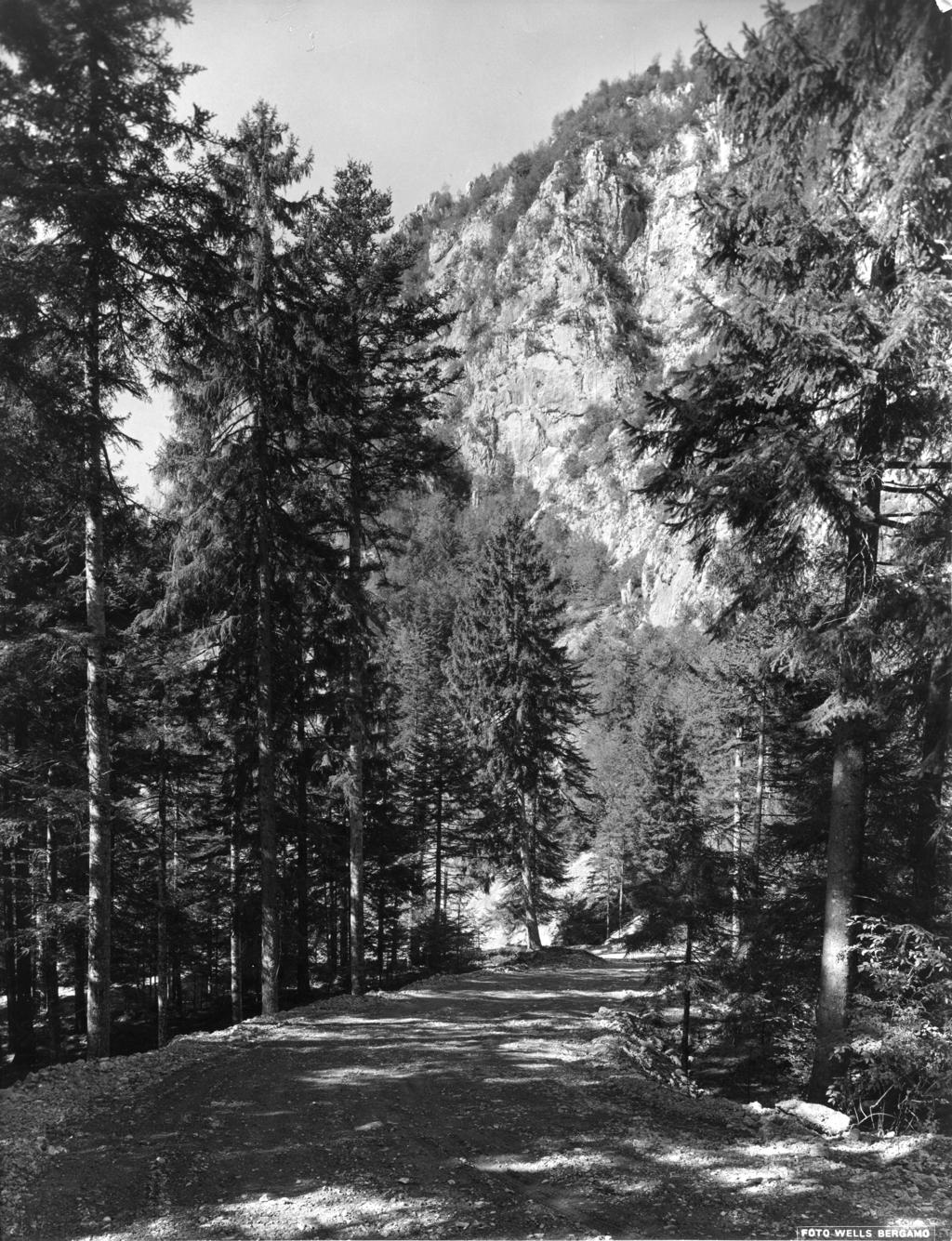 Pineta · Historify
