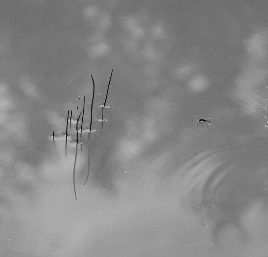 Specchio d'acqua · Historify
