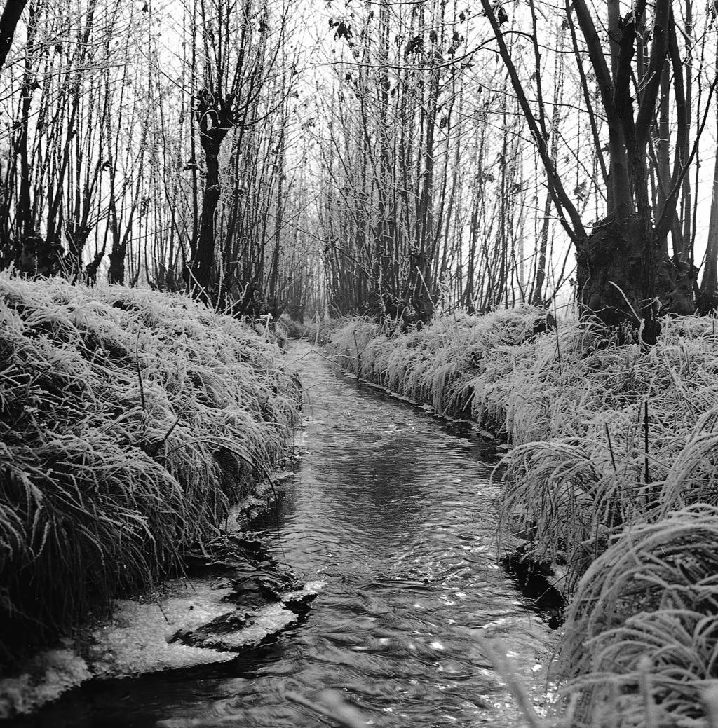 Roggia – Alberi · Historify