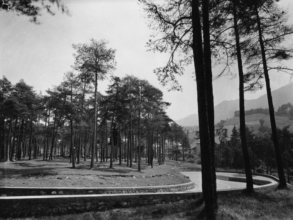 Pineta · Historify