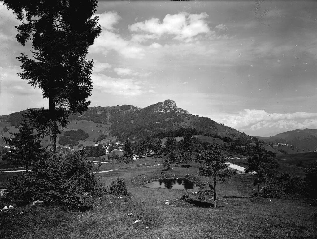 Paesaggio – Pineta · Historify