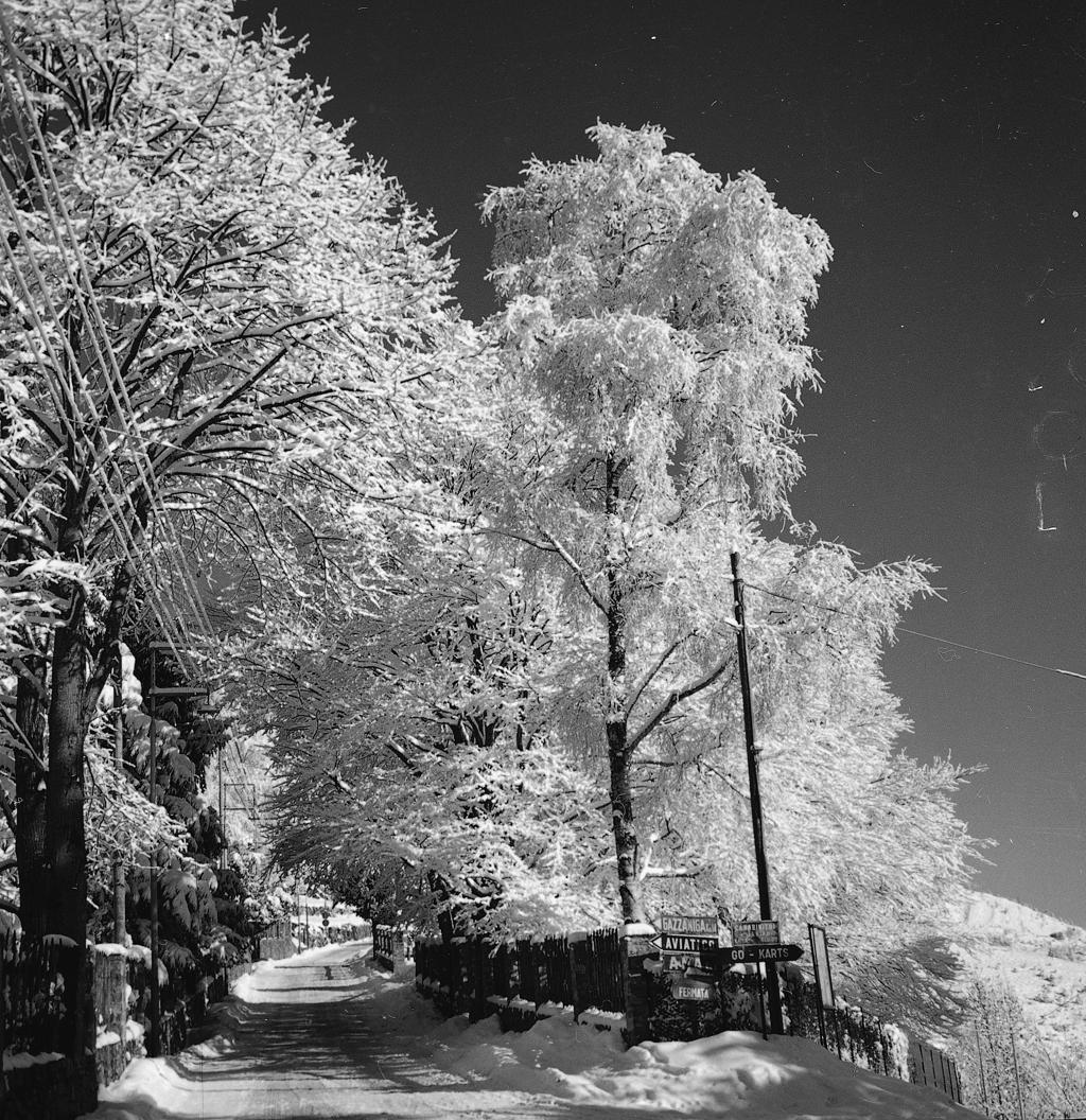 Viale Alberato · Historify