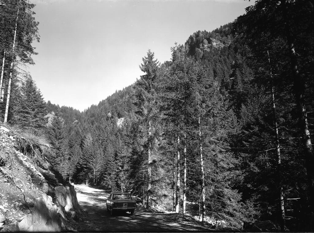 Pineta · Historify