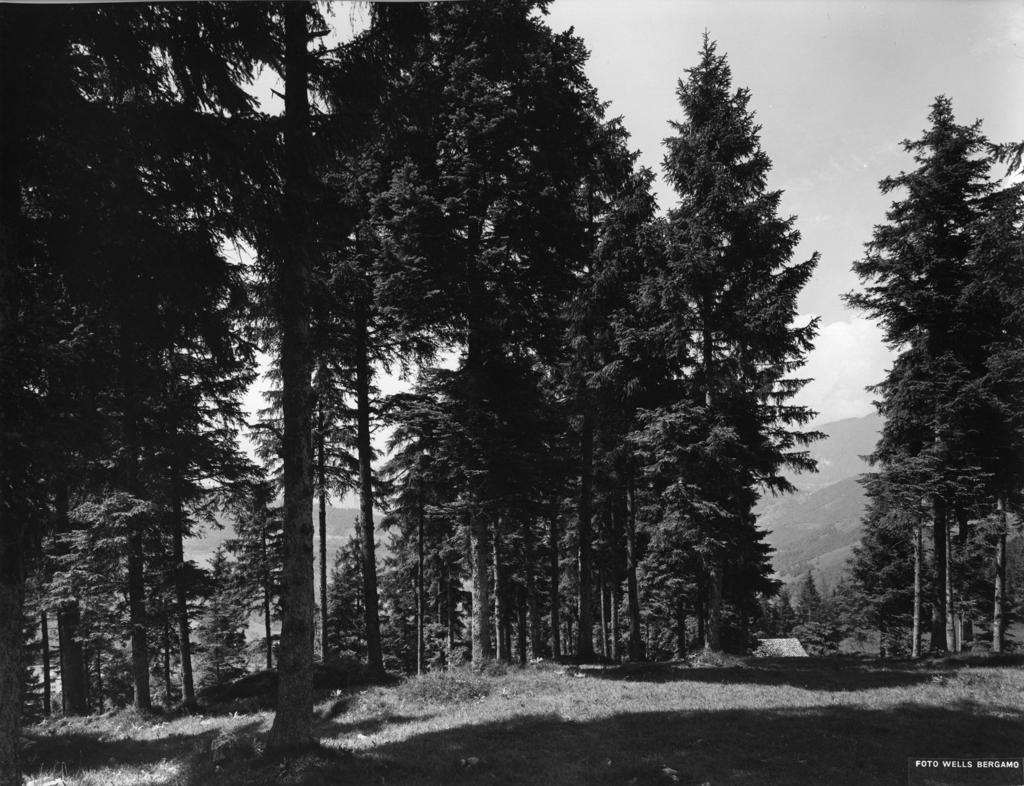 La pineta di Selvino · Historify