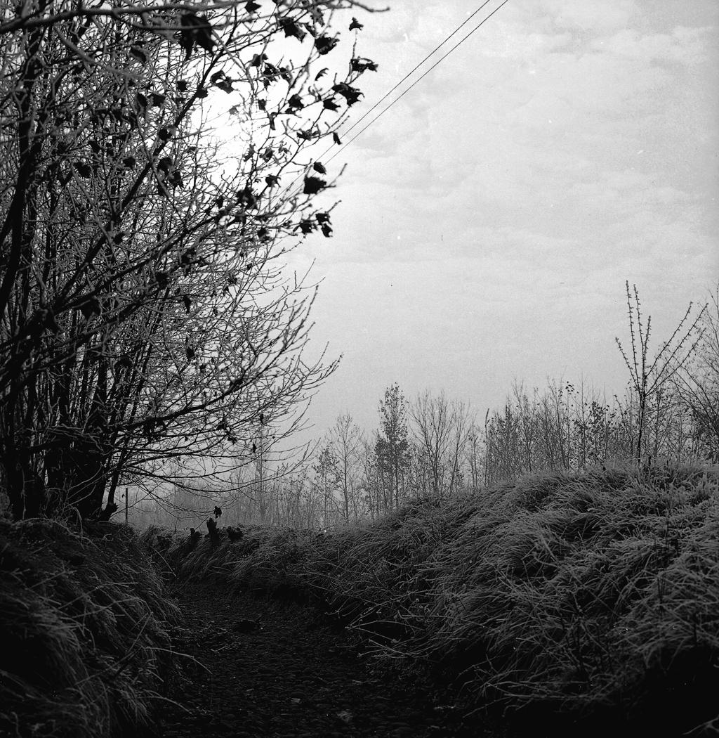 Piante Da Campo · Historify