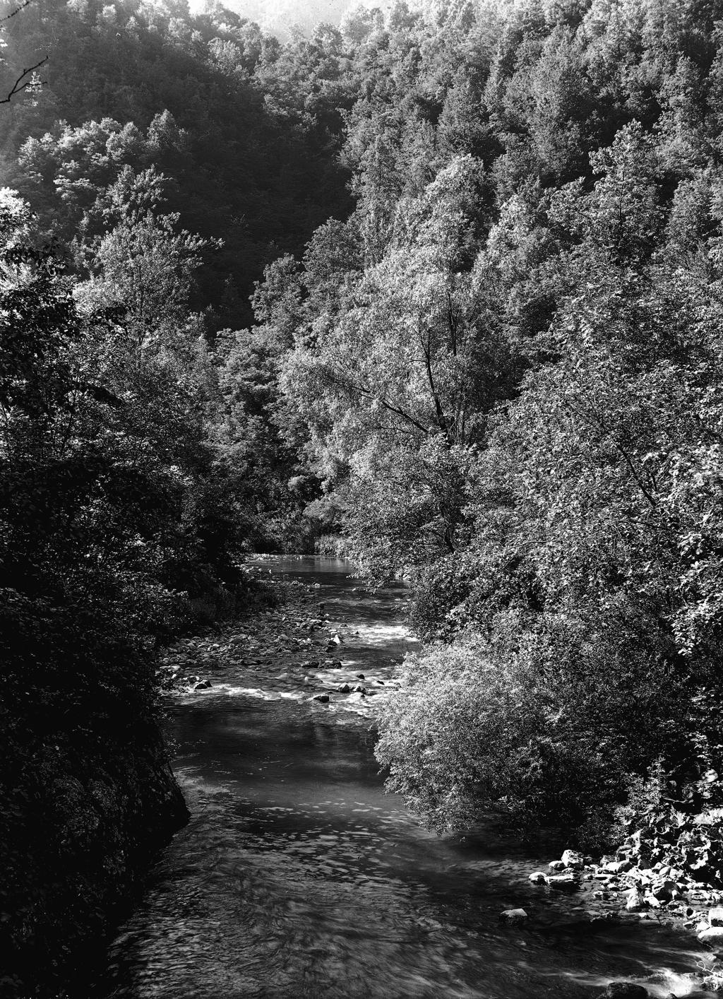 Ruscello – Alberi · Historify