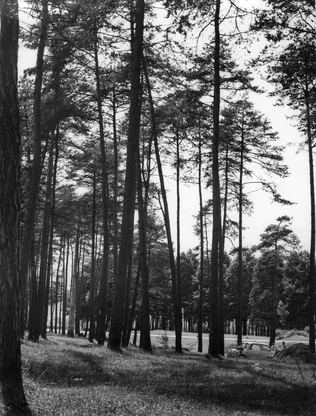 Pineta · Historify