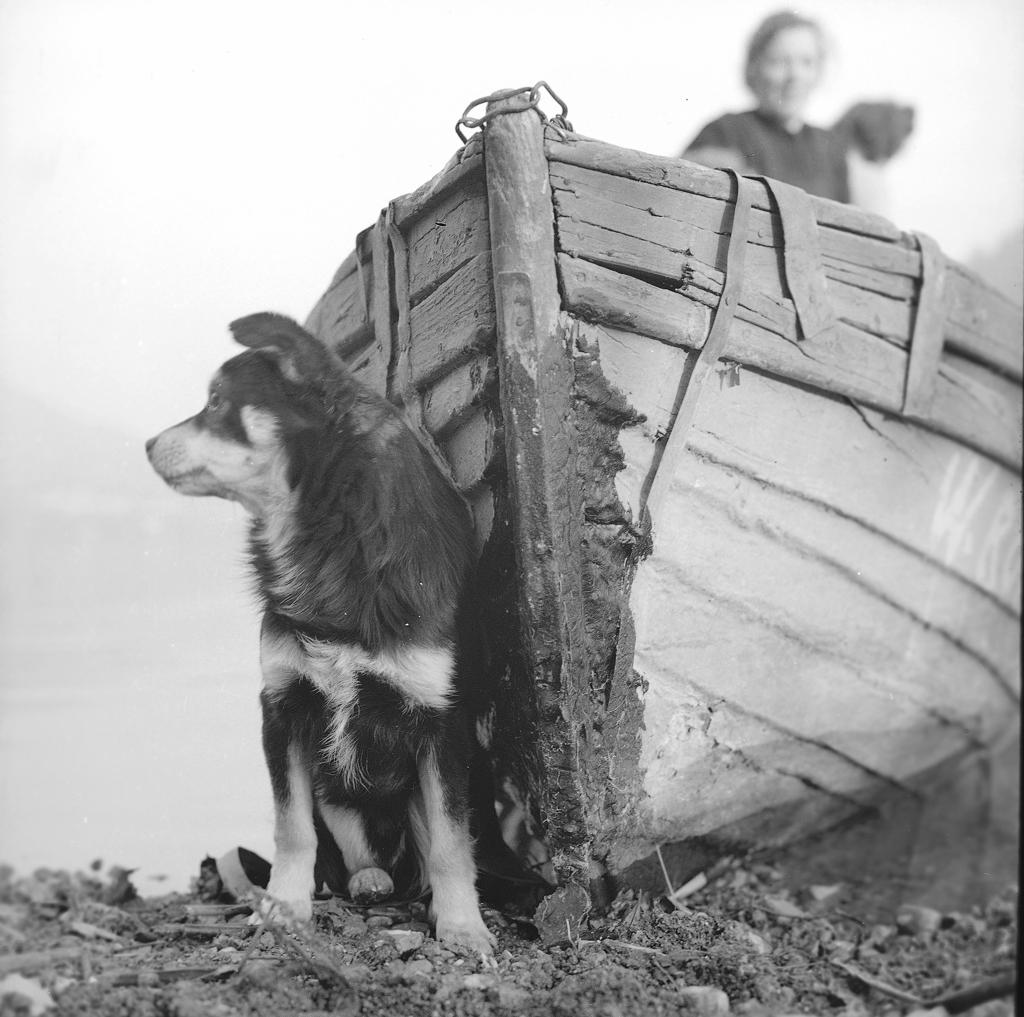Cagnolino in riva al lago · Historify
