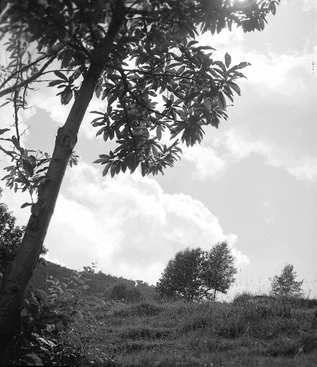 Paesaggio · Historify