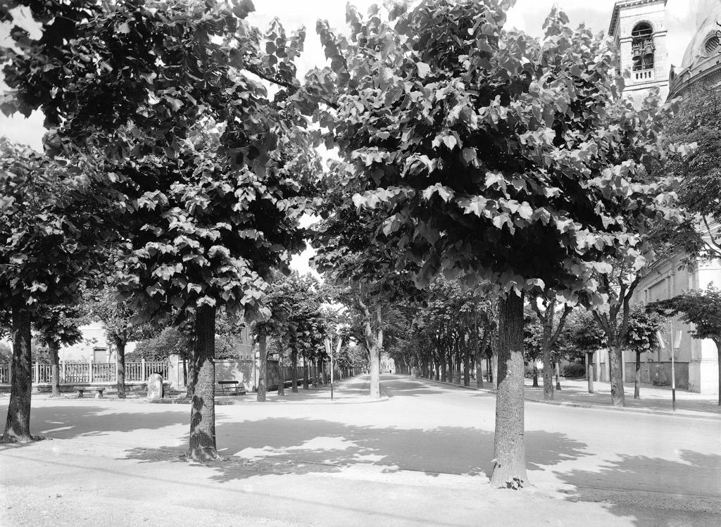 Viale alberato · Historify